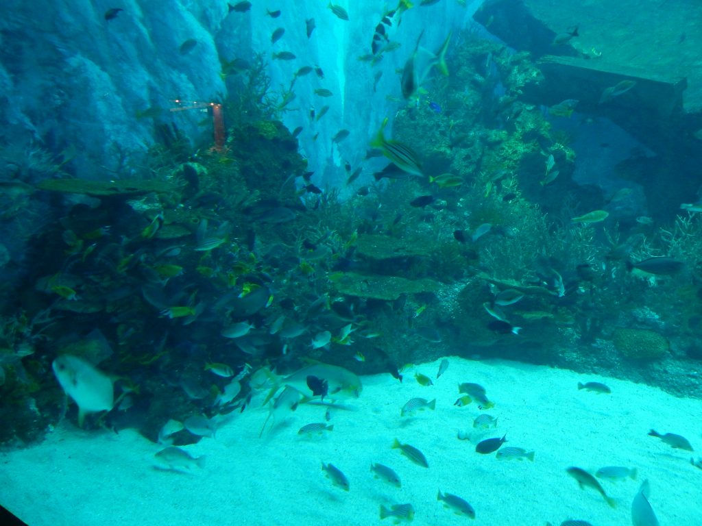 Schooling fish at S.E.A. Aquarium, Sentosa Island