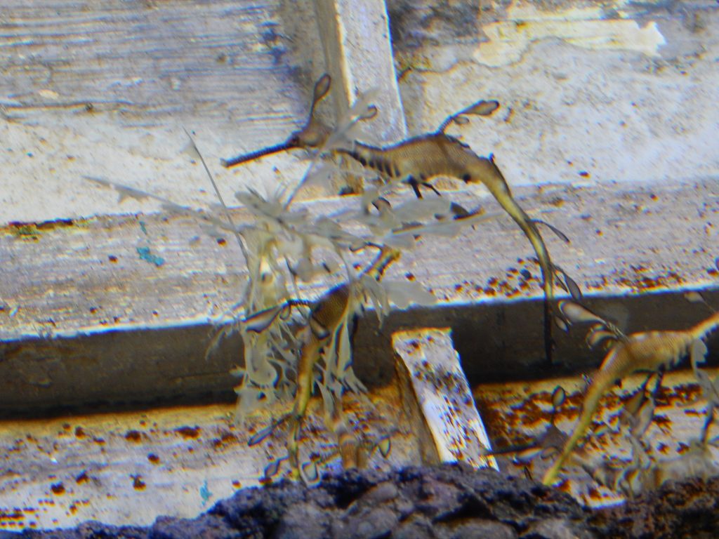 Leafy Seahorse at S.E.A. Aquarium, Sentosa Island