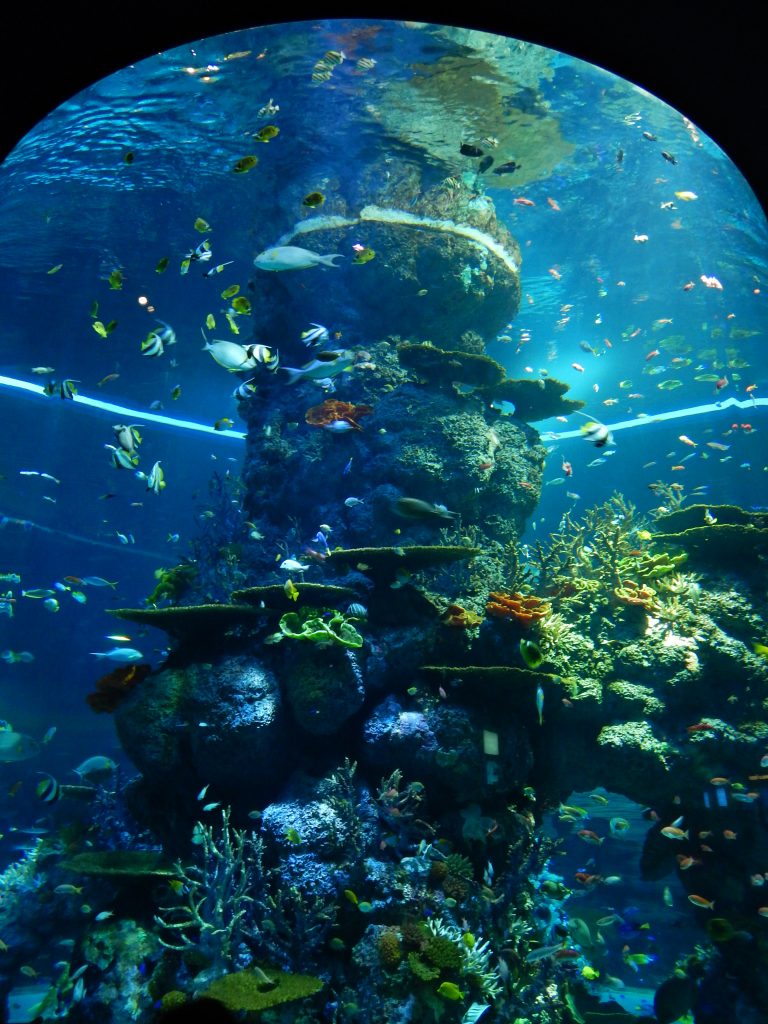 Beautiful huge tank at S.E.A. Aquarium