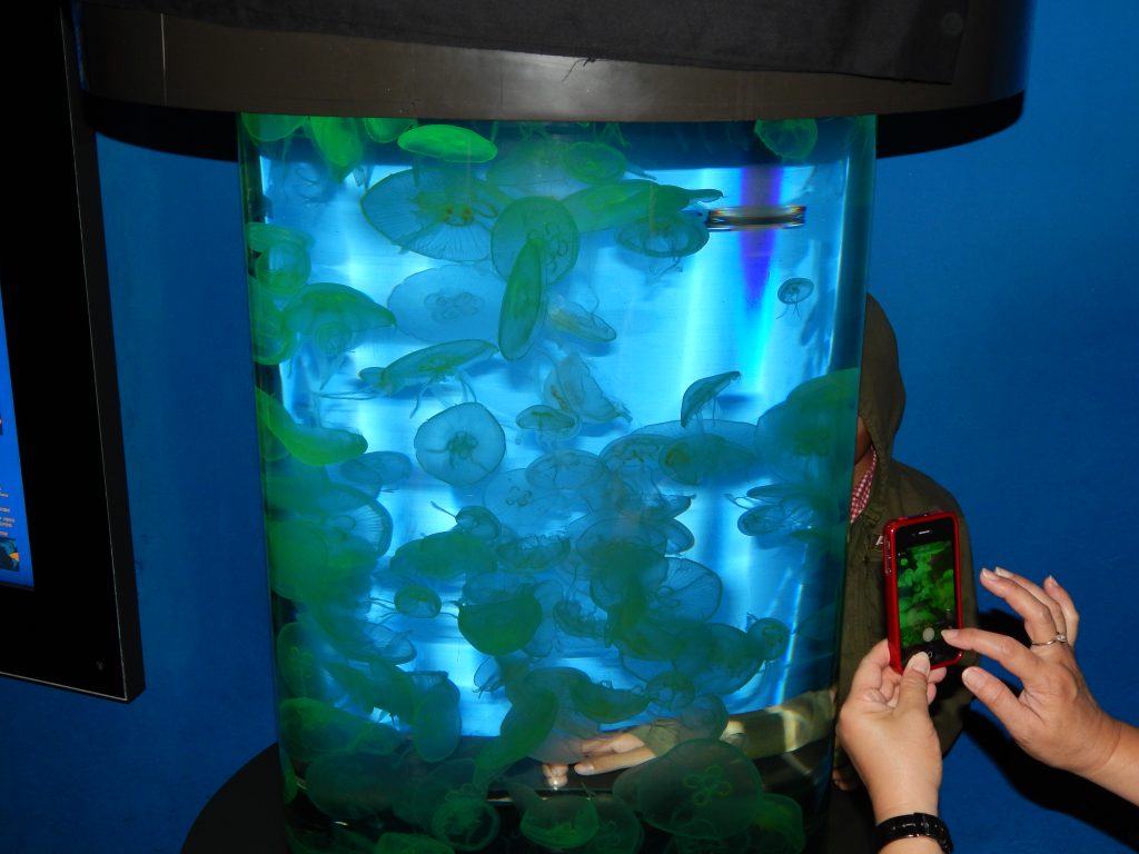 A tank full with jellyfish at S.E.A. Aquarium, Sentosa Island