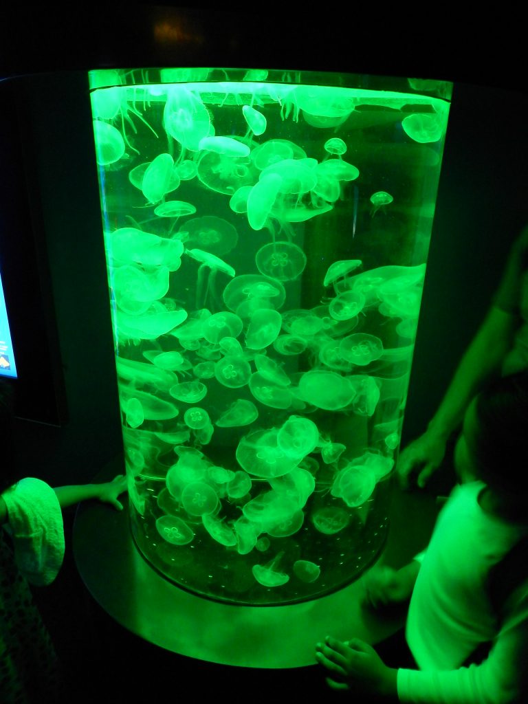 Jellyfish tank at S.E.A. Aquarium