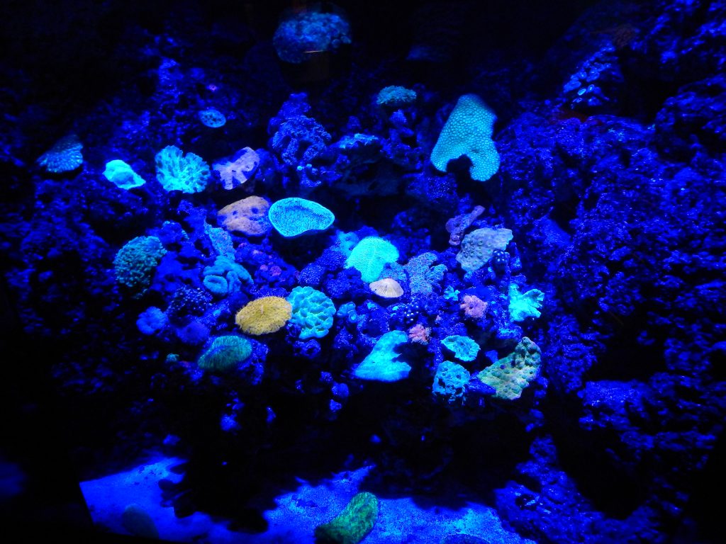 Coral life at S.E.A. Aquarium