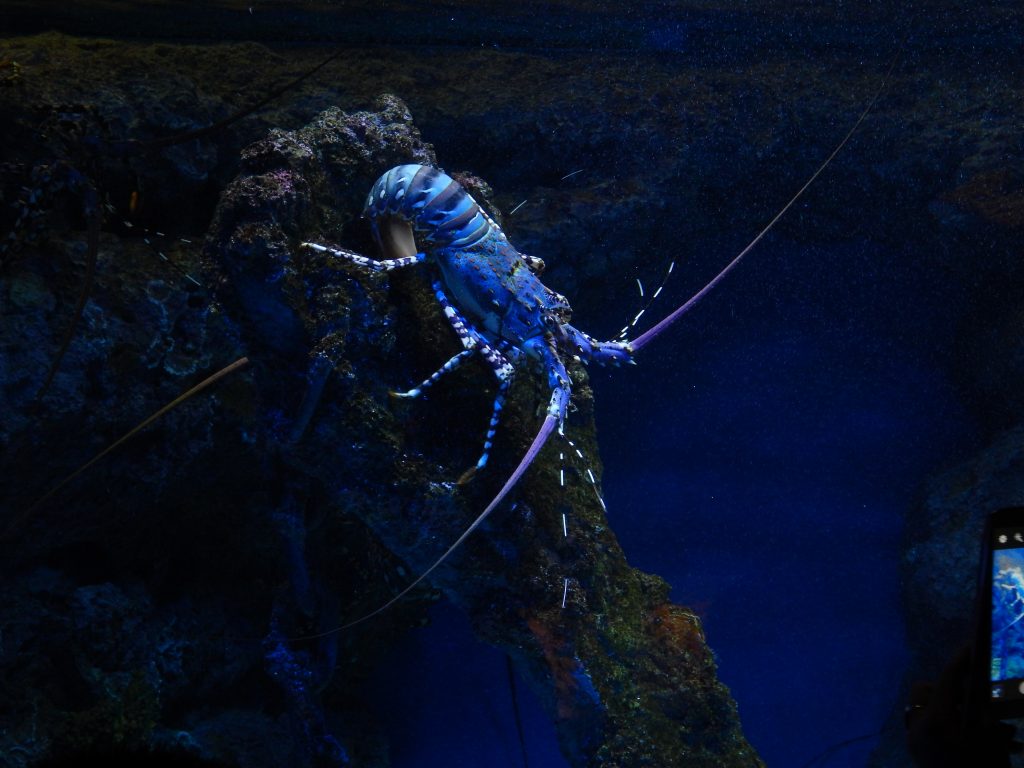 A blue lobster at S.E.A. Aquarium, Sentosa Island