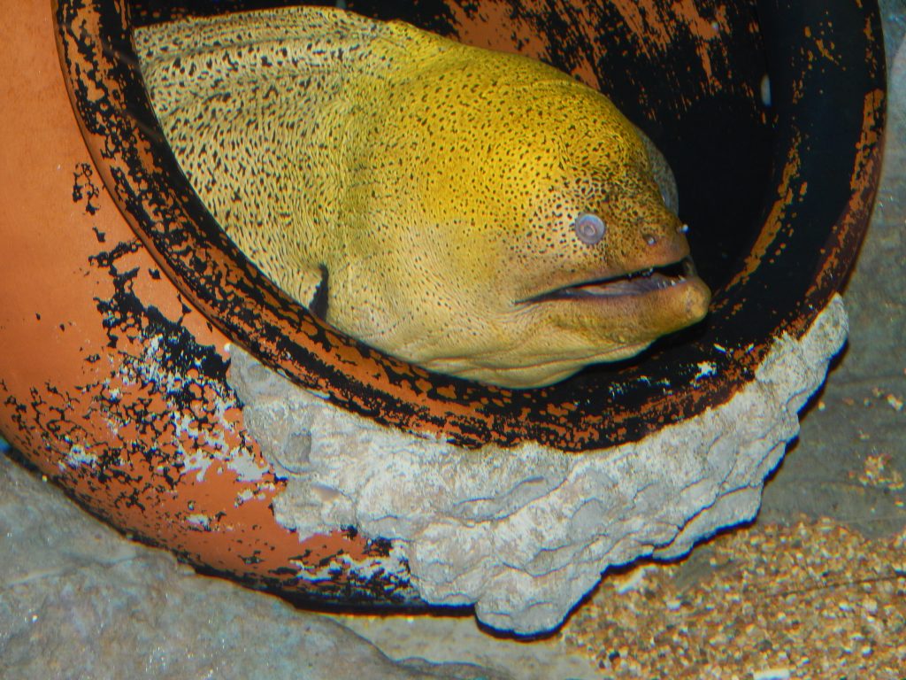 Yellow Moray Eel at S.E.A. Aquarium