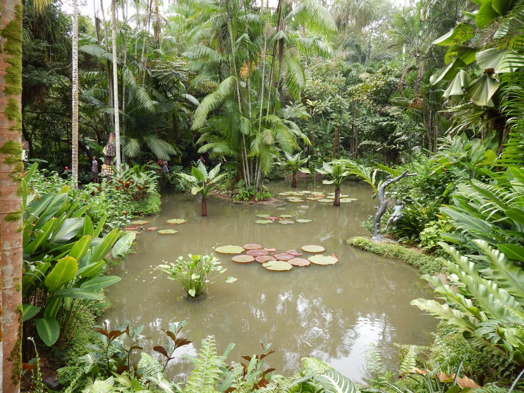 A small pond at Singapore's Botanical Gardens