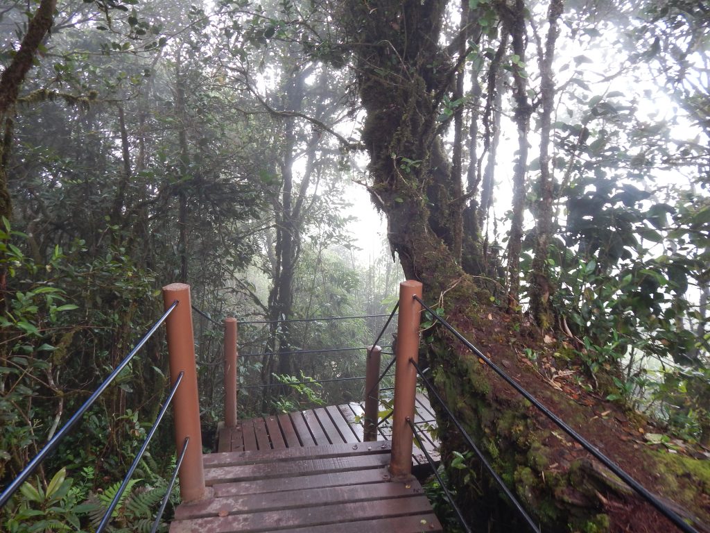 Walkboard inside the Mossy Forest at Cameron Highlands