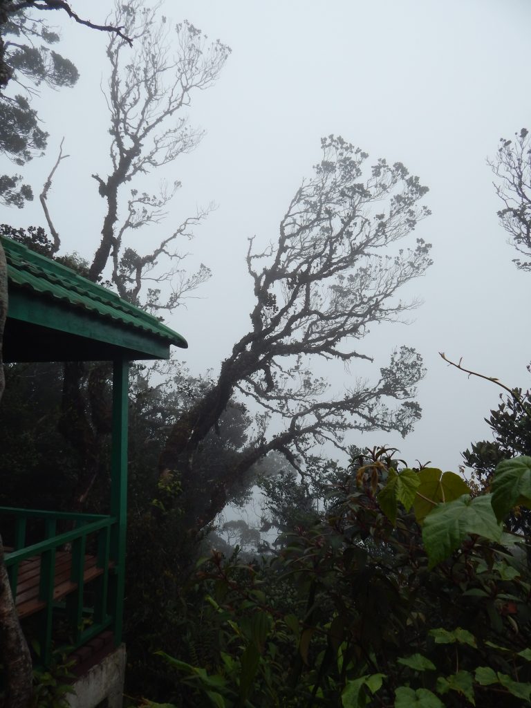 No outlook because of the fog inside the Mossy Forest at Cameron Highlands