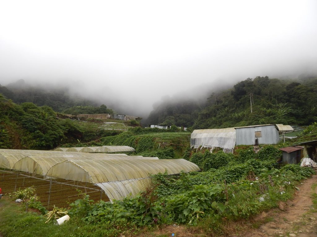 Horticulture in the Cameron Highlands