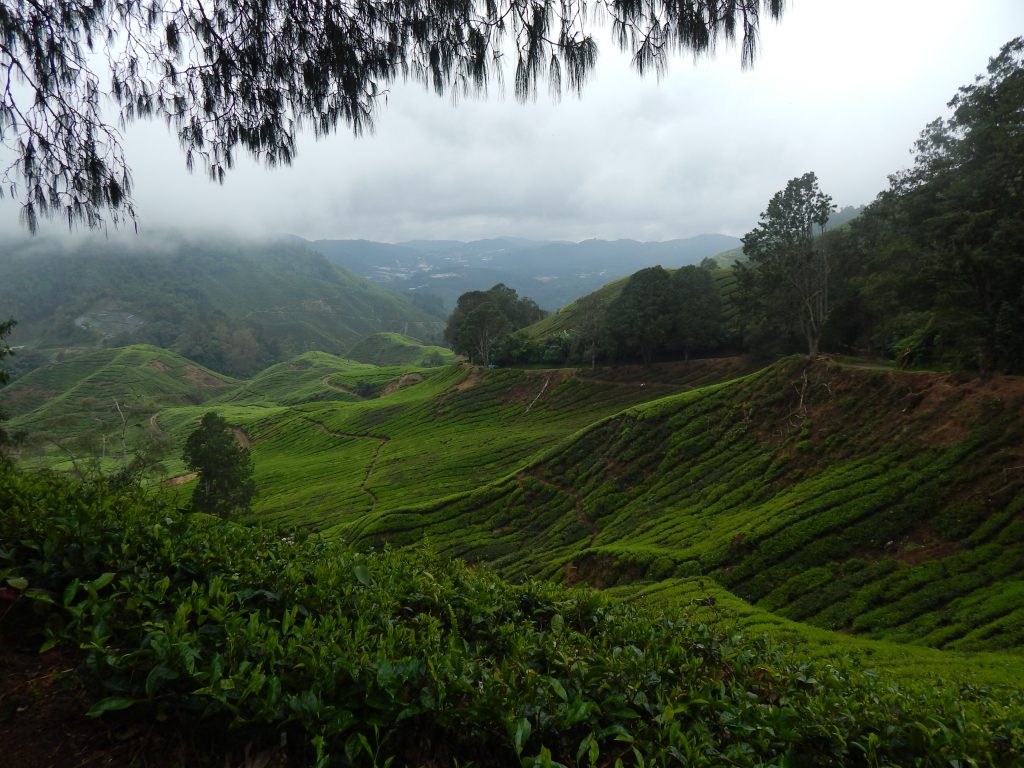 Tea plantation in Cameron Highlands