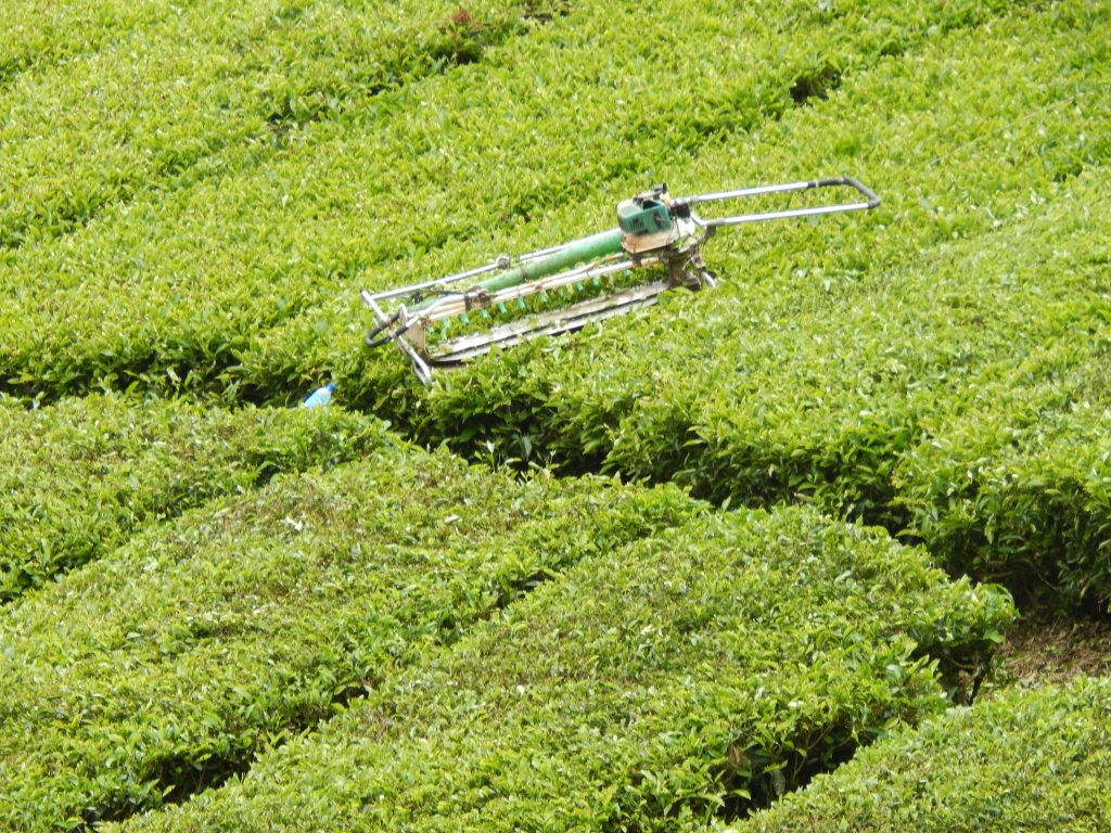 One of the machinery to cut the tea leaves at Cameron Highlands
