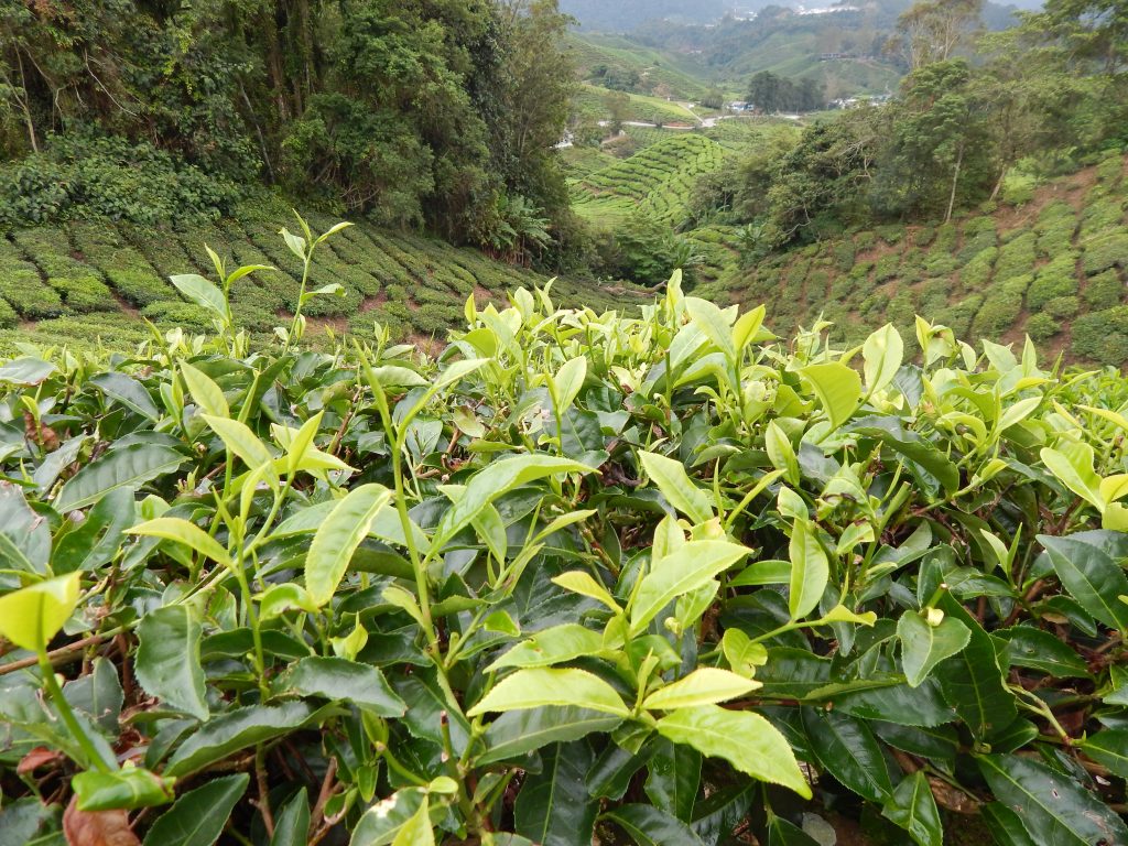 A close up of the tea leaves at Cameron Highlands
