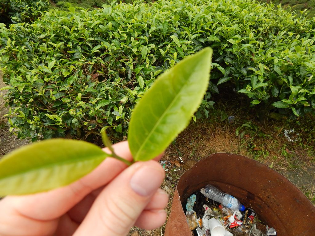 A tea leaf at the tea plantation at Cameron Highlands