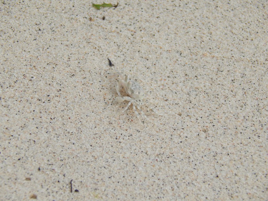 Camouflaged crab on Ibioh Beach.
