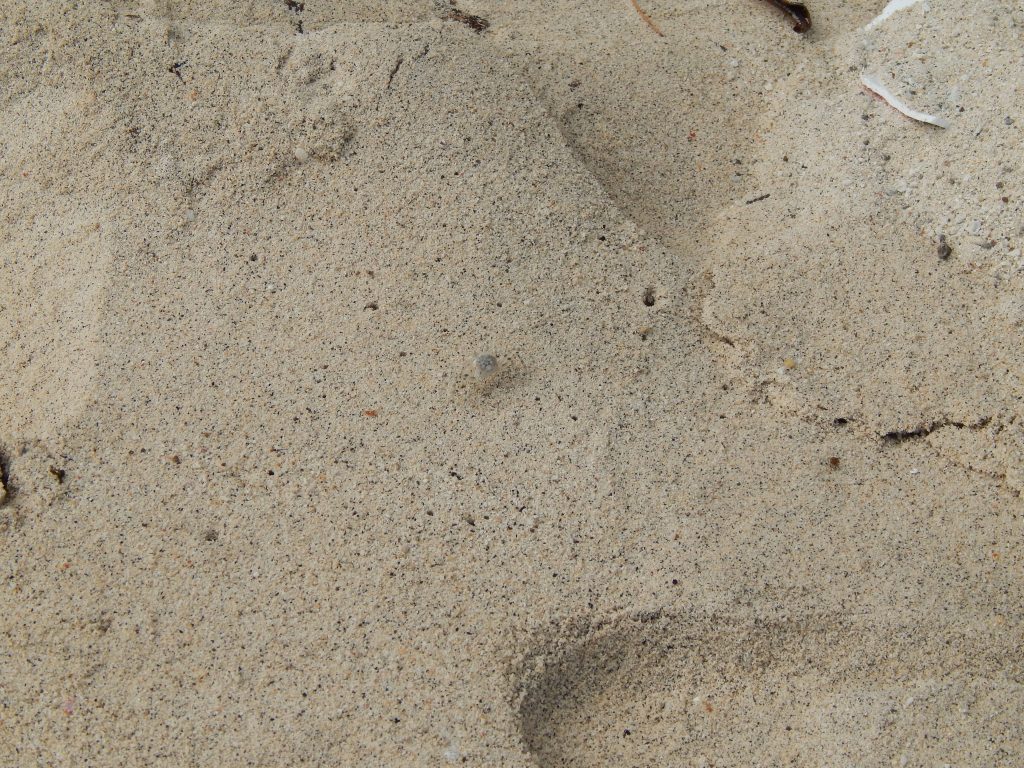 Almost invisible crab on Ibioh Beach