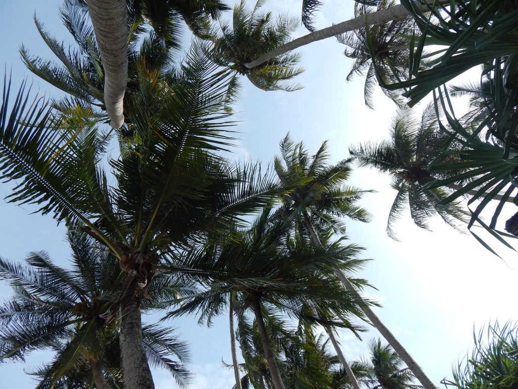 Palm trees at Freddies Santai Sumurtiga