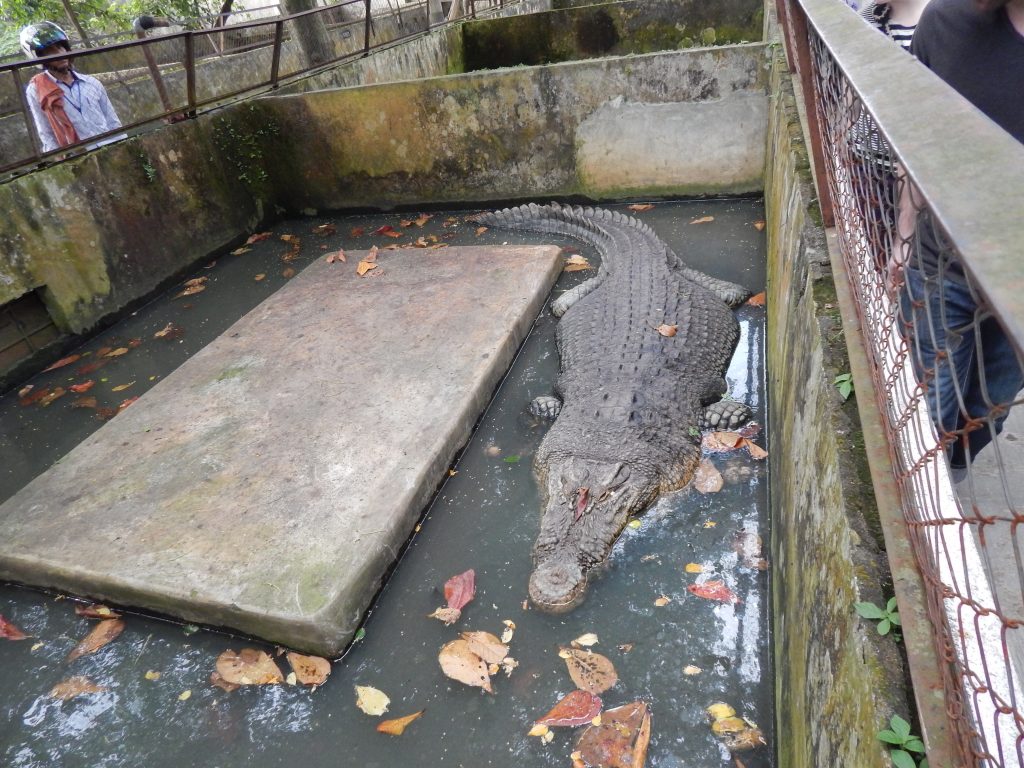 Porosus, the oldest biggest crocodile in the crocodile farm in Medan