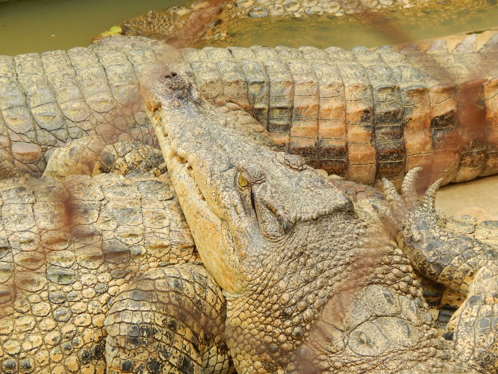 Close up of a crocodile in Medan