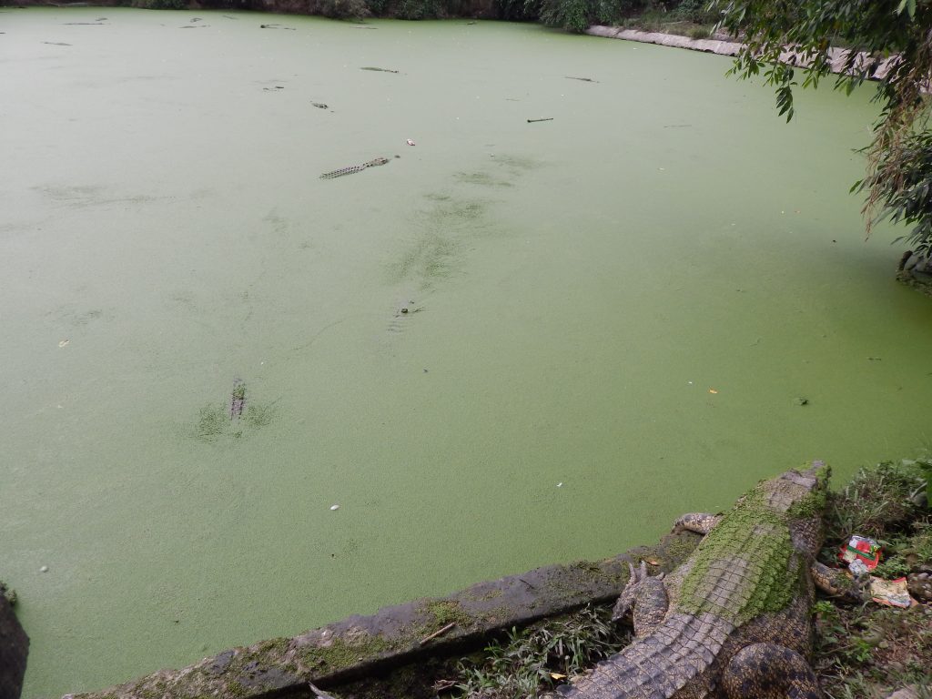 A lake full of duckweed and crocodiles at the crocodile farm in Medan