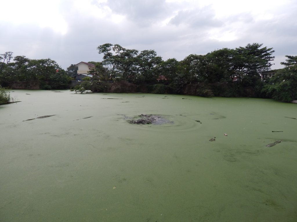 A lake full with crocodiles at the crocodile farm in Medan