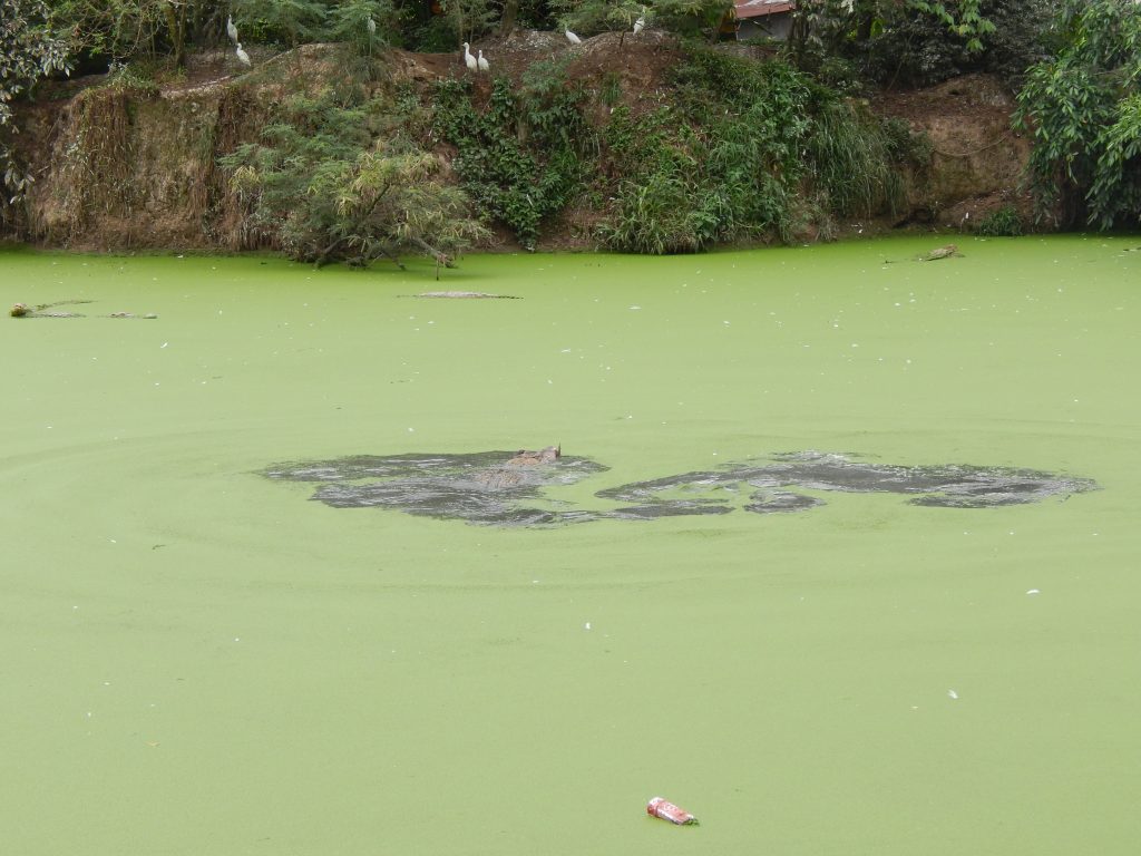 Submerged crocodile in the crocodile farm in Medan