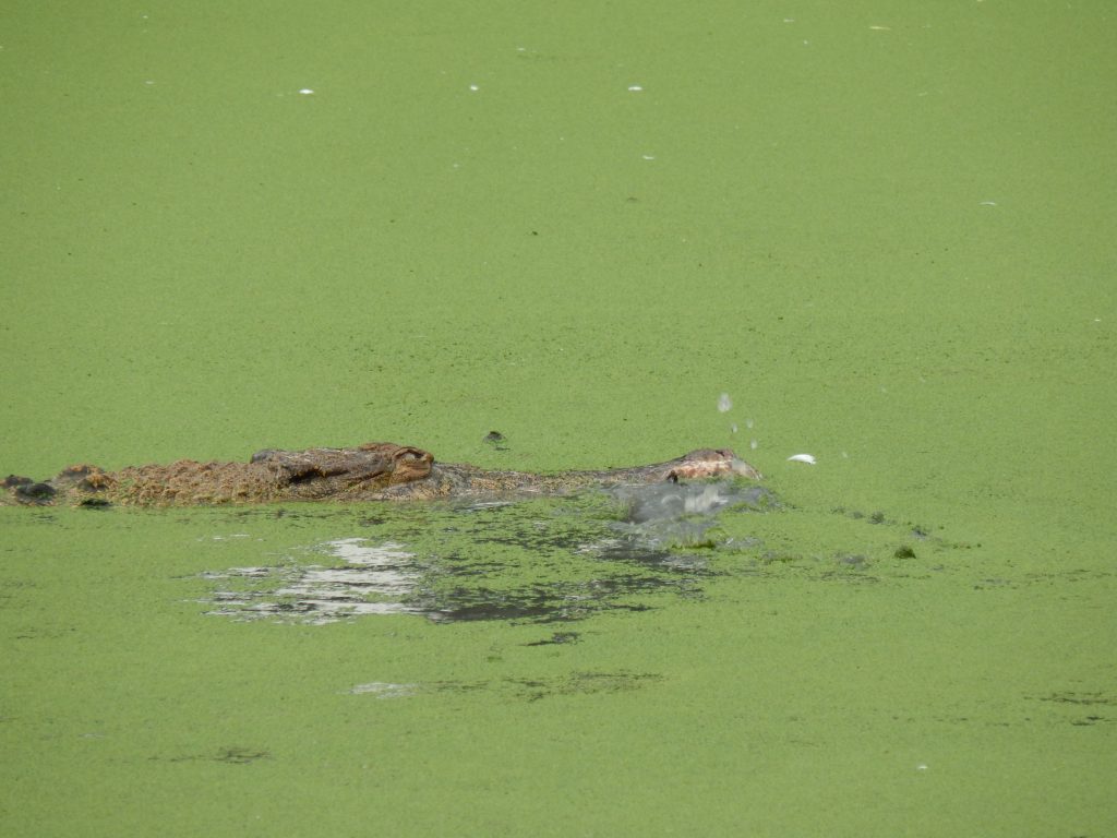 A crocodile and its prey in the crocodile farm in Medan