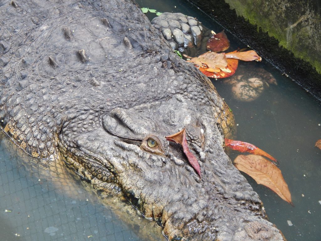 Close up of a crocodile in Medan