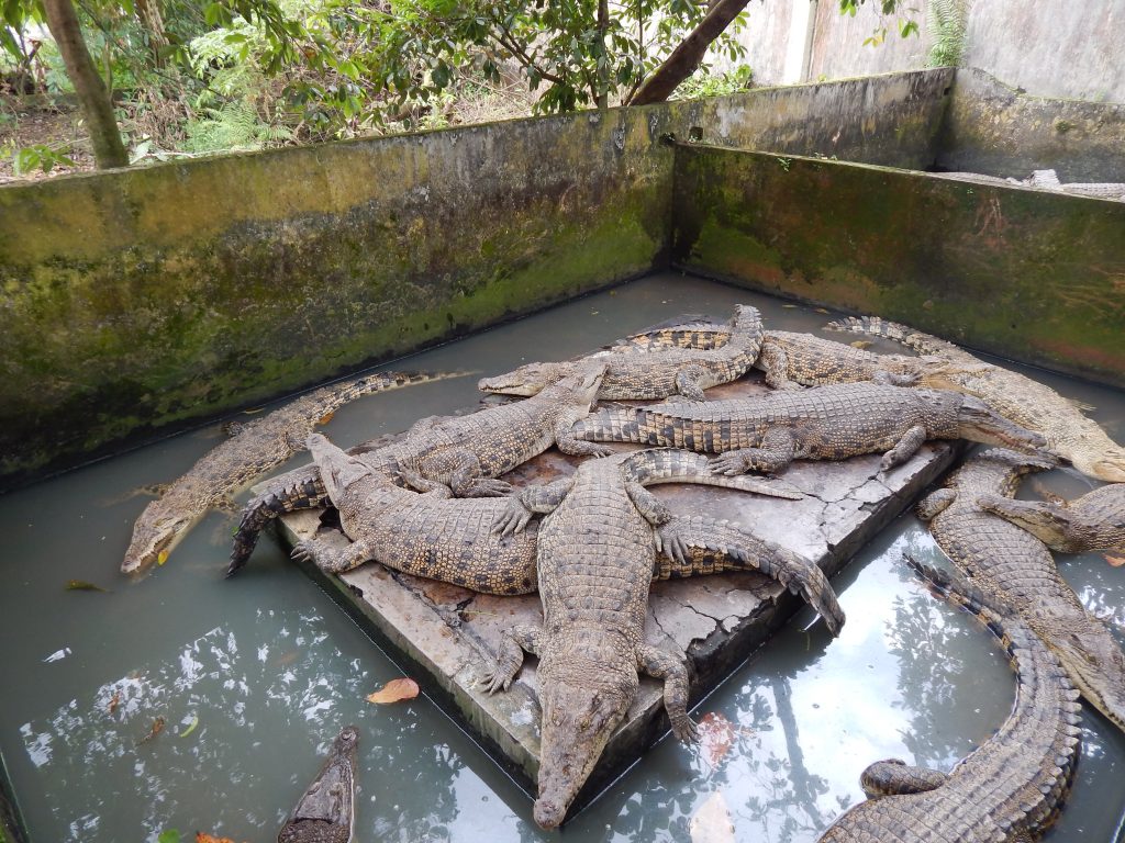 Many crocodiles in one basin at the crocodile farm in Medan