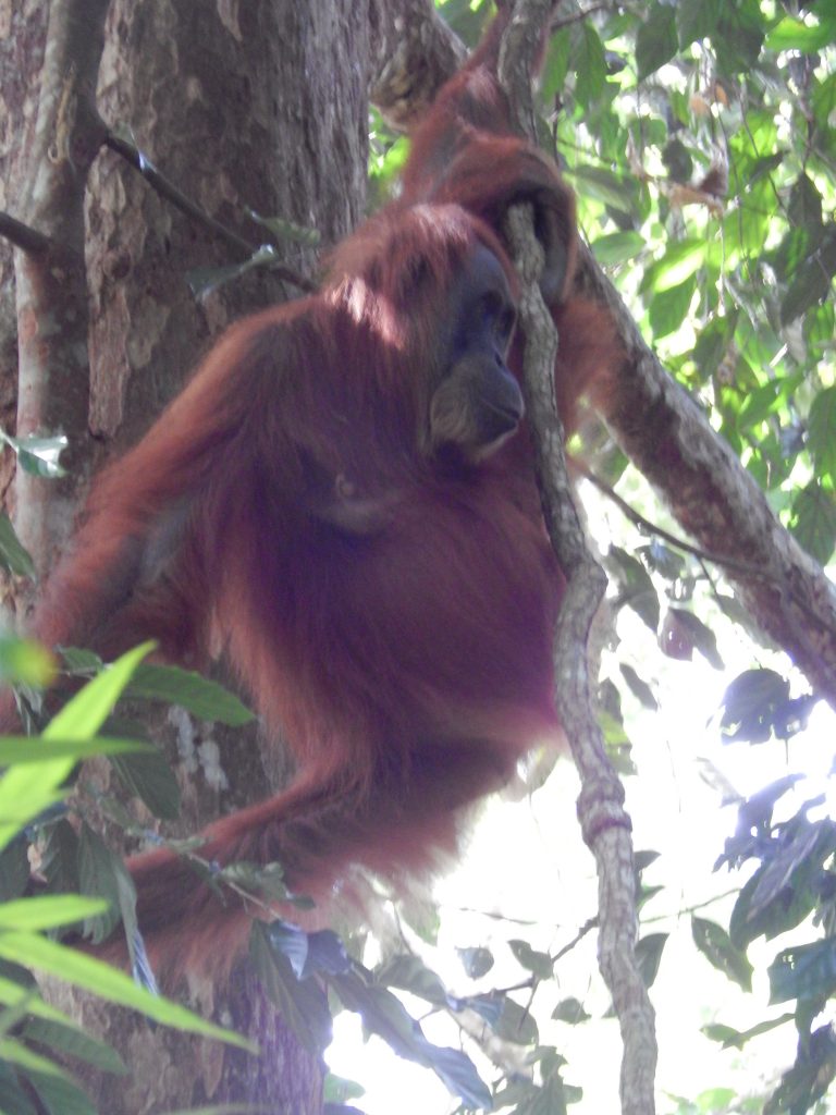 A female orangutan in the jungle of Bukit Lawang
