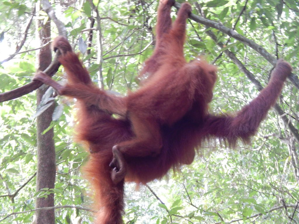 A mother orangutan with her baby orangutan in the jungle of Bukit Lawang