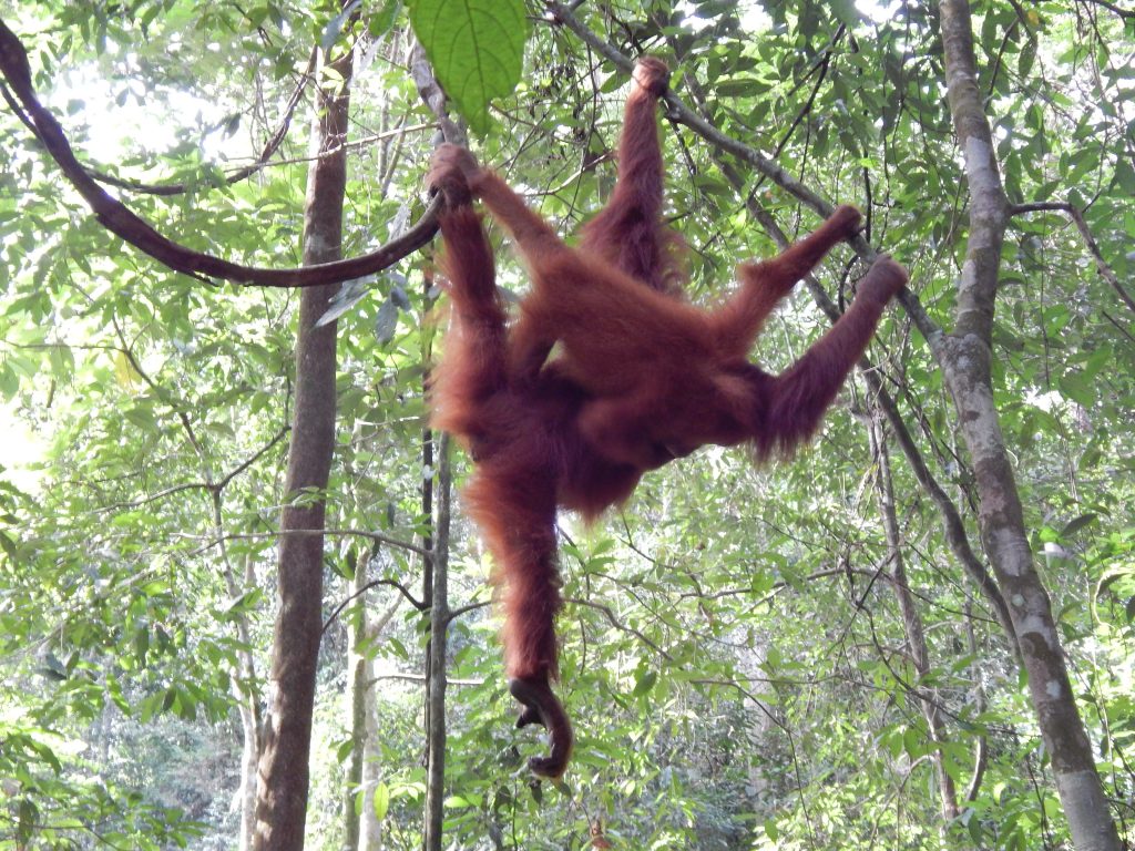 Baby and mother orangutan in the jungle of Bukit Lawang