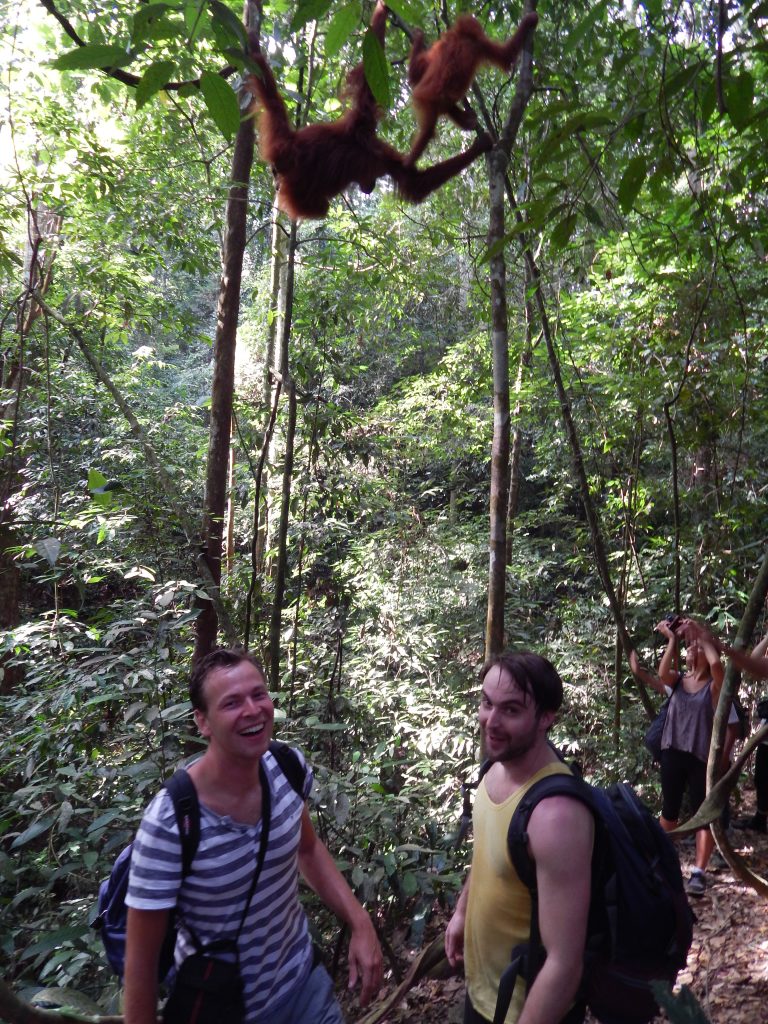 Baby orangutan peeing behind us in the jungle of Bukit Lawang