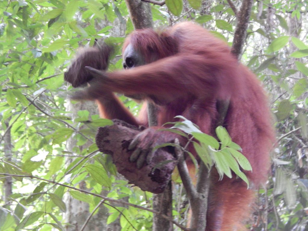 Orangutan in the jungle of Bukit Lawang