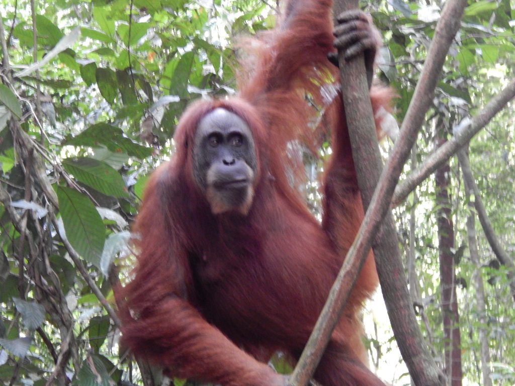 Mother orangutan in the jungle of Bukit Lawang