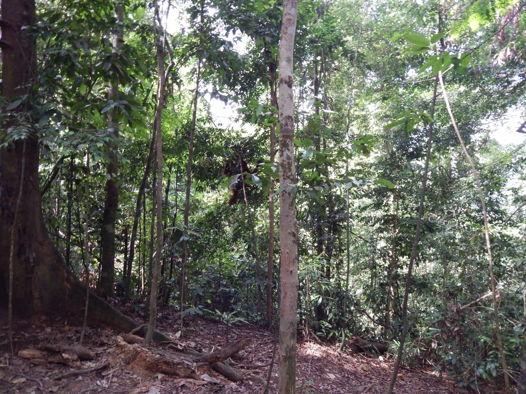 Jungle trees in Bukit Lawang