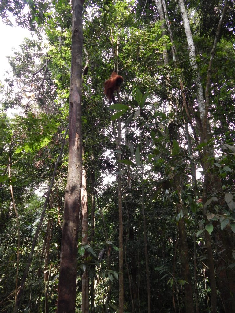 Orangutans high in the canopy in the jungle of Bukit Lawang