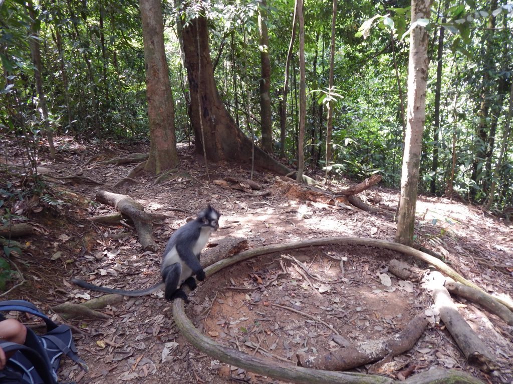 Thomas's langur monkey in the jungle in Bukit Lawang