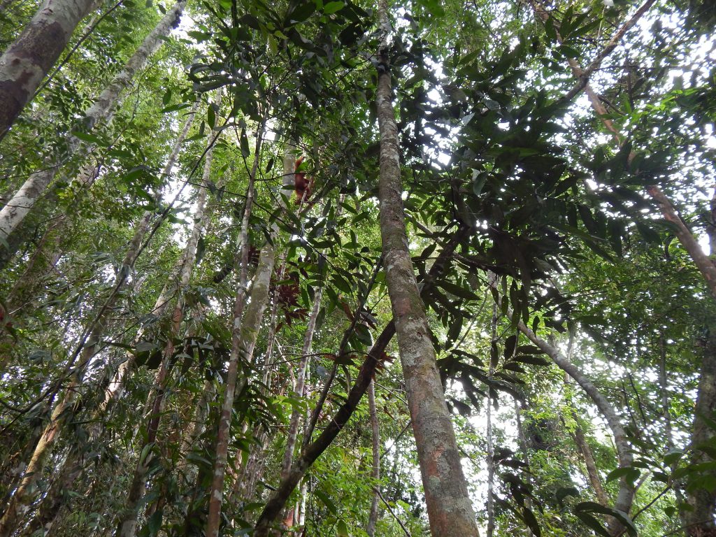Trees in Bukit Lawang