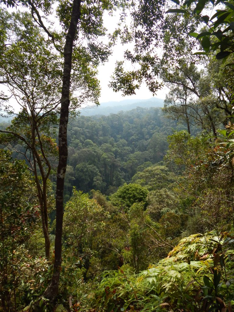 A view over Mount Leuser National Park, Bukit Lawang