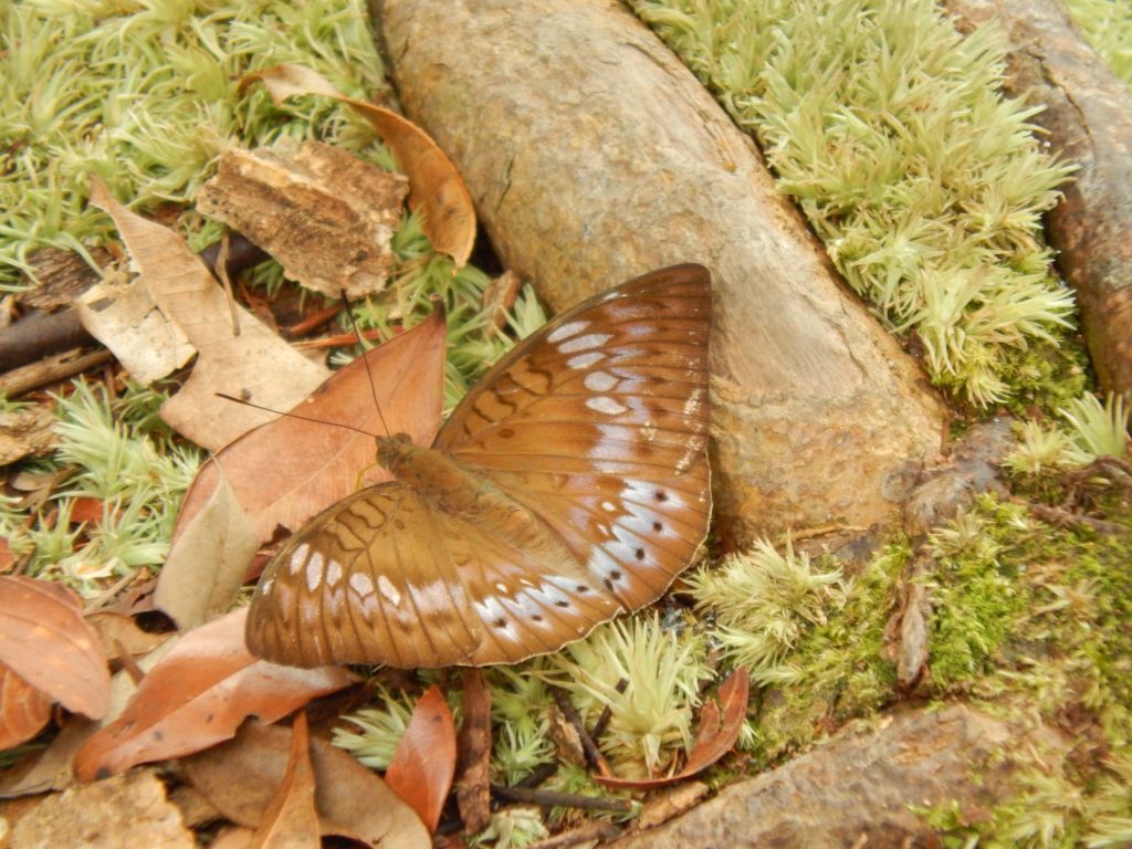 A butterfly in the jungle of Bukit Lawang