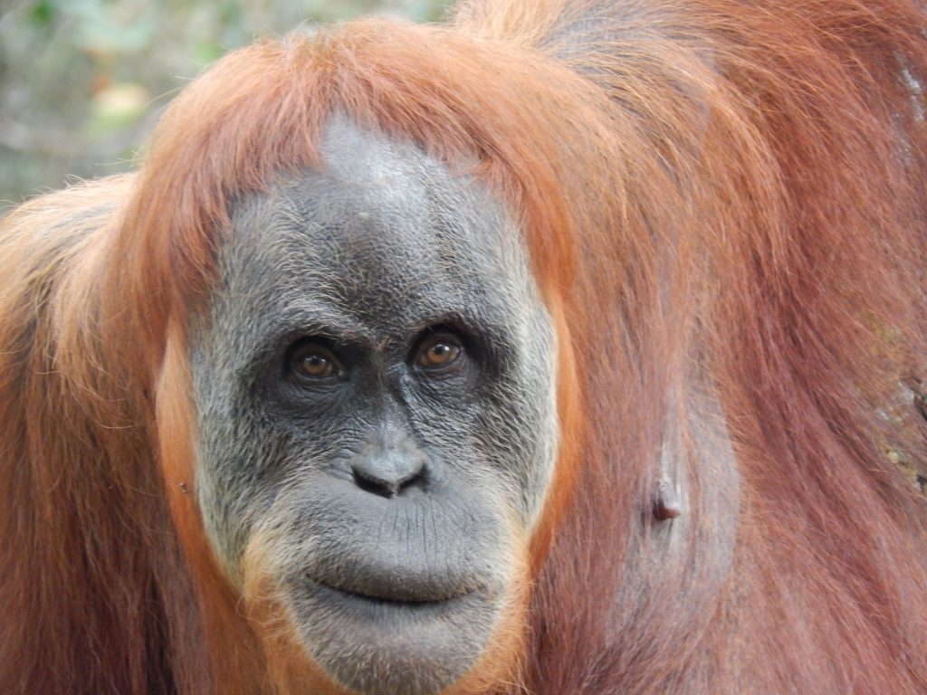 Close-up of an orangutan in the jungle of Bukit Lawang