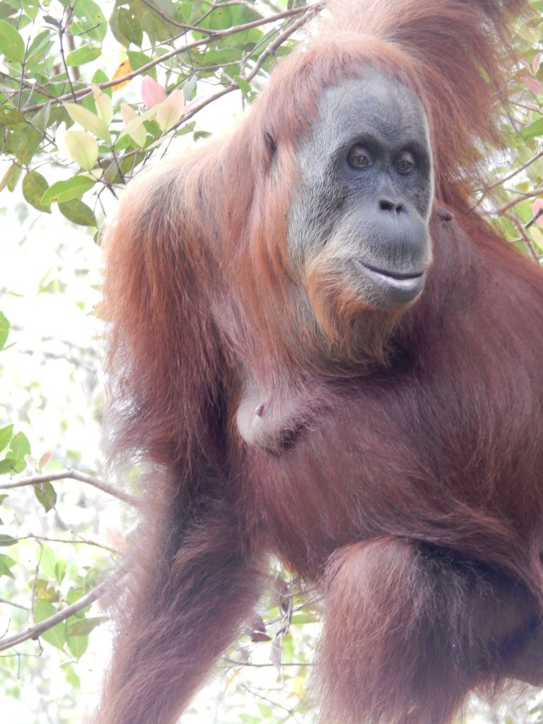 Close-up of an orangutan in the jungle of Bukit Lawang