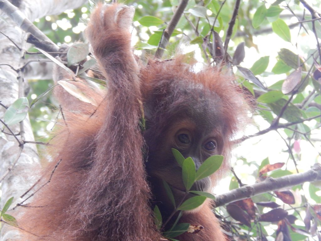Close-up of a baby orangutan in the jungle of Bukit Lawang