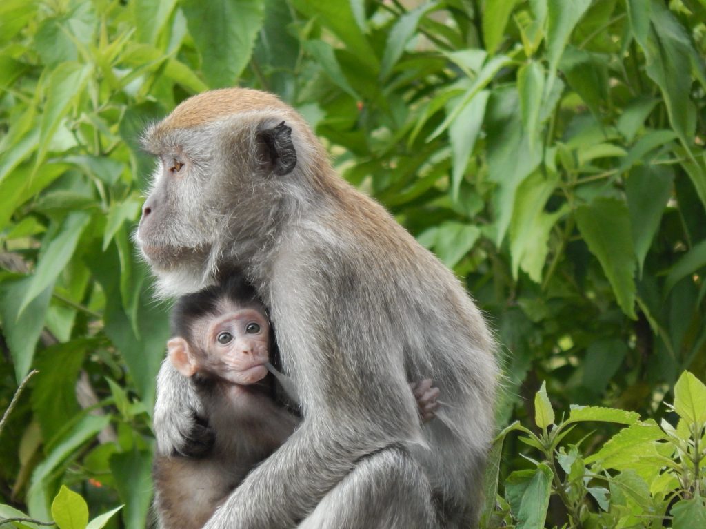 Close up of a mother Macaque with its child