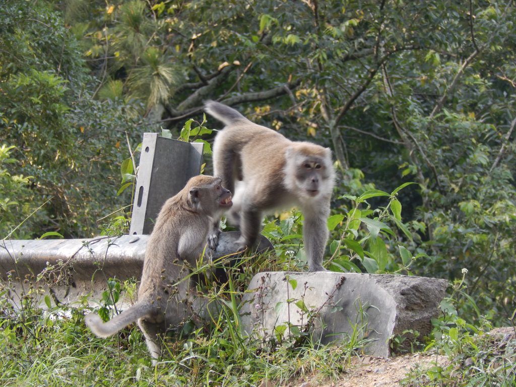 Macaques along the road to Parapat