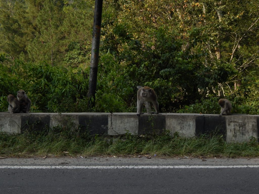A Macaque monkey along the road to Parapat