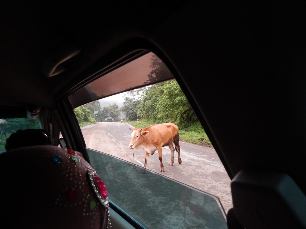 Cattle on our journey from View during our journey from Bukittinggi to Kersik Tuo