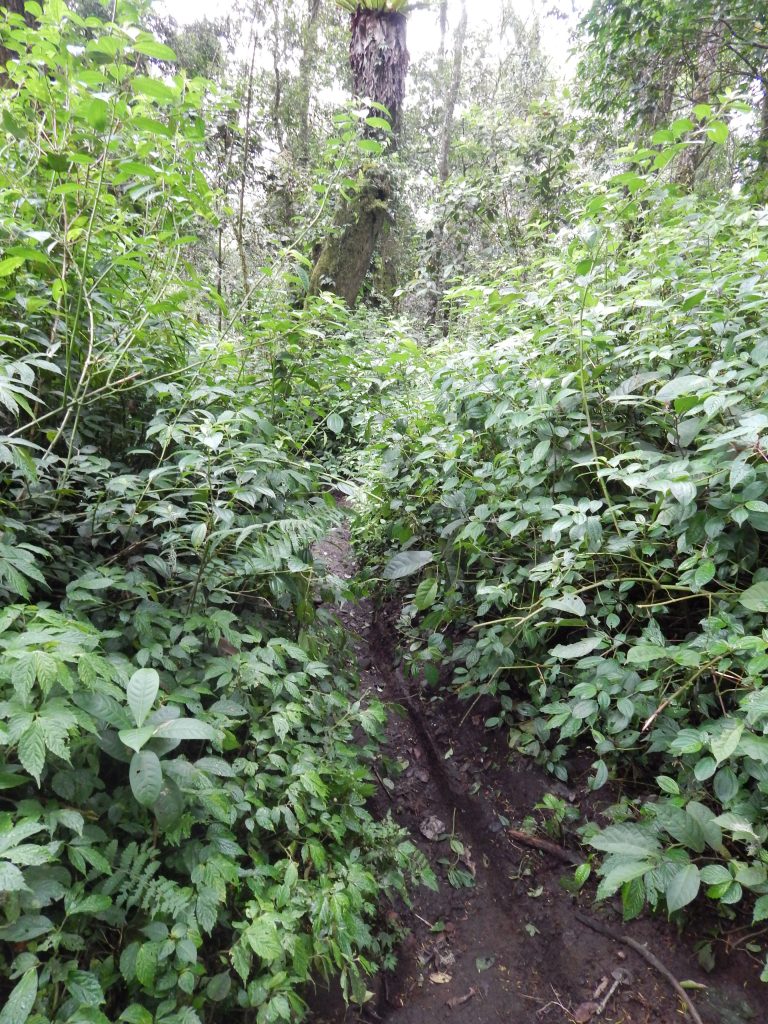 Bush and pathway on Gunung Kerinci's trail