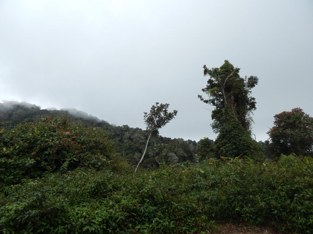 Vegetation after Pos 1 on Gunung Kerinci