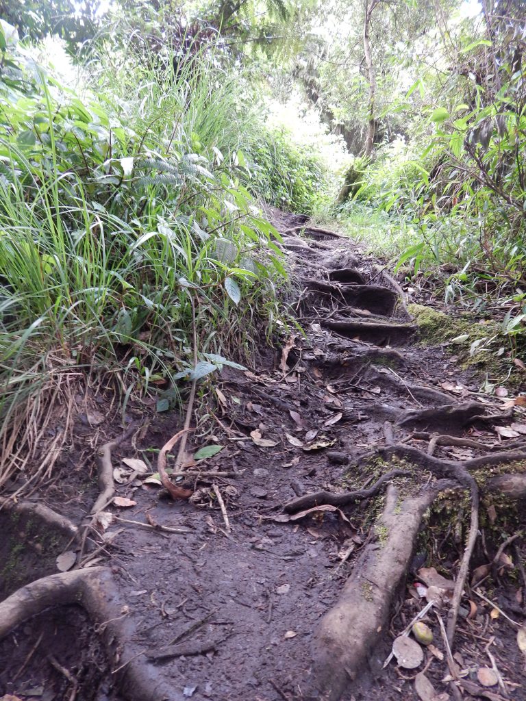 Easy jungle stairway on Gunung Kerinci's trail