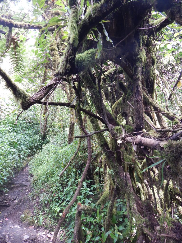 Horizontal trail from Shelter 1 to jungle entrance, Gunung Kerinci